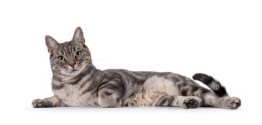 Blue blotched European Shorthair cat laying down side ways. Looking straight to camera. Isolated on a white background