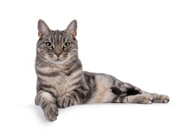 Blue blotched European Shorthair cat laying down side ways, with paws over edge. Looking straight to camera. Isolated on a white background