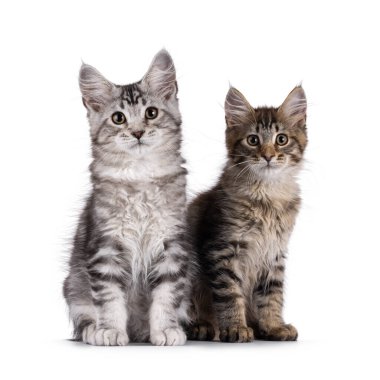 Two Maine Coon cat kittens sitting together facing front. Looking straight to camera. Isolated on a white background