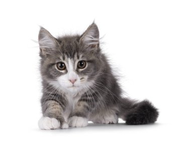 Maine Coon polydactyl cat kitten standing sneaking towards camera. Looking straight to camera. Isolated on a white background