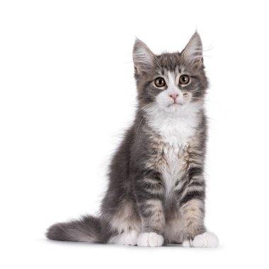 Maine Coon polydactyl cat kitten sitting up side ways. Looking straight to camera. Isolated on a white background