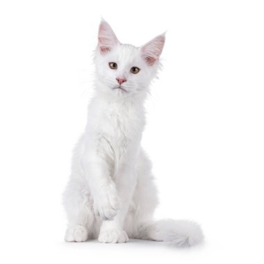 Beyaz Maine Rakunu kedi yavrusu, yüzü önde oturuyor. Pençesini kaldırmış kameraya bakıyor. Beyaz bir arkaplanda izole edilmiş