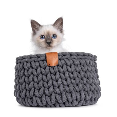 Gri örgü sepetinde oturan sevimli Kutsal Birman kedisi. Kameraya doğru bakıyorum. Beyaz bir arkaplanda izole edilmiş