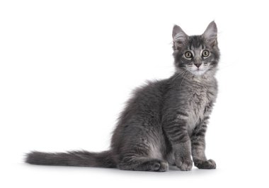 Mavi işaretli tekir kedi kedi yavrusu yan yana oturuyor, patisi hafifçe kaldırılmış. Doğrudan kameraya bakıyorum. Beyaz bir arkaplanda izole edilmiş