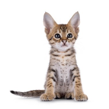 Savannah kedi yavrusu önde oturuyor, kameranın üstüne bakıyor. Beyaz bir arkaplanda izole edilmiş