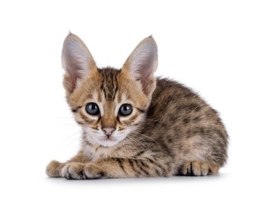Savannah kedi yavrusu yan yana uzanmış, doğrudan kameraya bakıyor. Beyaz bir arkaplanda izole edilmiş
