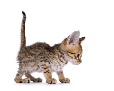 Savannah kedi yavrusu yan yana dikiliyor, kuyruğunu kaldır. Kameradan uzağa bakıyor. Beyaz bir arkaplanda izole edilmiş