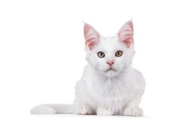 Beyaz Maine Rakunu kedi yavrusu, yüz üstü uzanıyor. Doğrudan kameraya bakıyorum. Beyaz bir arkaplanda izole edilmiş