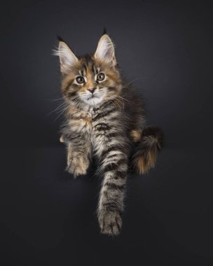 Tortie Maine Rakun kedi yavrusu yüzüstü uzanmış, pençeleri kenarda sallanıyor. Doğrudan kameraya bakıyorum. Siyah bir arkaplanda izole edilmiş