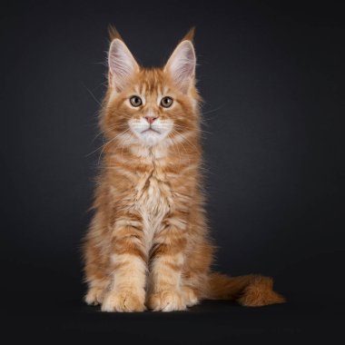 Kırmızı Maine Rakunu kedi yavrusu önde oturuyor. Doğrudan kameraya bakıyorum. Siyah bir arkaplanda izole edilmiş