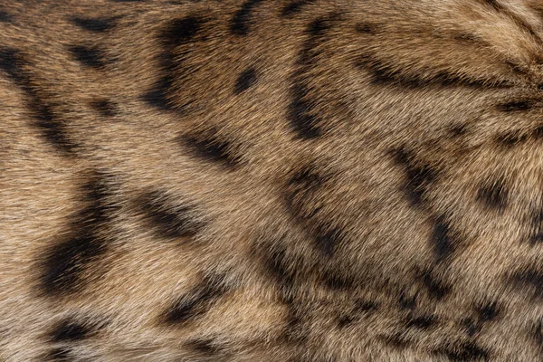 Tam kare Savannah kedi kürkü