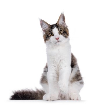 Maine Rakunu kedi yavrusu patisini kaldırmış, yüzü önde oturuyor. Doğrudan kameraya bakıyorum. Beyaz bir arkaplanda izole edilmiş