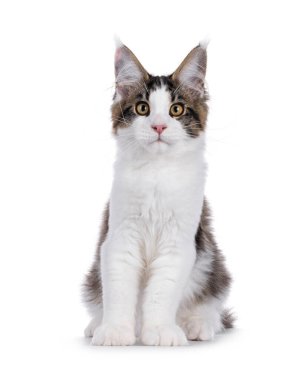 Maine Rakun kedi yavrusu önde oturuyor, doğrudan kameraya bakıyor. Beyaz bir arkaplanda izole edilmiş