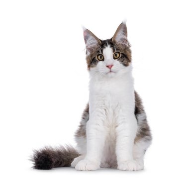 Maine Rakun kedi yavrusu önde oturuyor, doğrudan kameraya bakıyor. Beyaz bir arkaplanda izole edilmiş