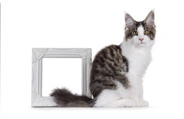 Maine Rakun kedi yavrusu yan yana oturuyor, çerçevenin yanında kuyruğunu kıstırmış duruyor. Doğrudan kameraya bakıyorum. Beyaz bir arkaplanda izole edilmiş