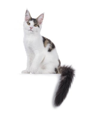 Maine Rakun kedi yavrusu yan yana oturuyor, kuyruğu kenardan sarkıyor. Kameraya doğru bakıyorum. Beyaz bir arkaplanda izole edilmiş