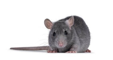 Tatlı mavi, genç, yetişkin sıçan, yüzüstü yere yatıyordu. Doğrudan kameraya bakıyorum. Beyaz bir arkaplanda izole edilmiş.