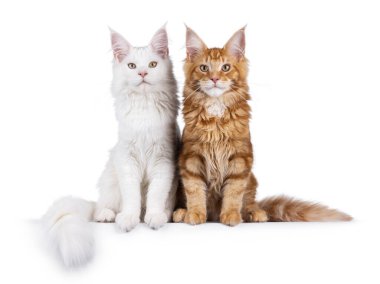 İki katı kırmızı ve saf beyaz Maine Rakun kedisi, yan yana oturuyorlar. İkisi de kameraya bakıyor. beyaz arkaplanda izole edilmiş.