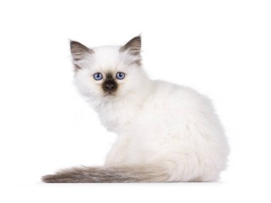 Kutsal Birman kedi yavrusu, arkasında oturuyor. Özel mavi gözleriyle doğrudan kameraya bakıyordu. Beyaz bir arkaplanda izole edilmiş.