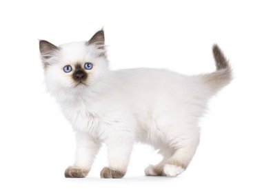 Şirin bir fok balığı, Kutsal Birman kedi yavrusu, yan yana duruyor. Melez mavi gözlerle doğrudan kameraya bakıyor. Beyaz bir arkaplanda izole edilmiş.