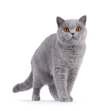 İyi yazılmış açık mavi İngiliz Shorthair kedisi, ön tarafa bakıyor. Büyük yuvarlak turuncu gözlerle kameraya doğru bakıyor. Beyaz bir arkaplanda izole edilmiş.