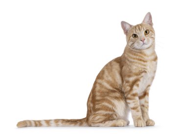 Yakışıklı, genç, safkan Avrupa Shorthair kedisi yan yana oturuyor. Kameraya doğru bakıyorum. Beyaz bir arkaplanda izole edilmiş.