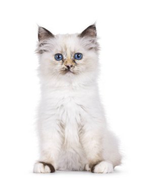 Şirin Tortie Sacred Birman kedi yavrusu, önde oturuyor. Melez mavi gözlerle doğrudan kameraya bakıyor. Beyaz bir arkaplanda izole edilmiş.