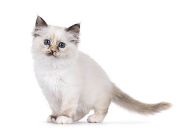 Şirin Tortie Holy Birman kedi yavrusu, yan yana duruyor. Melez mavi gözlerle doğrudan kameraya bakıyor. Beyaz bir arkaplanda izole edilmiş.