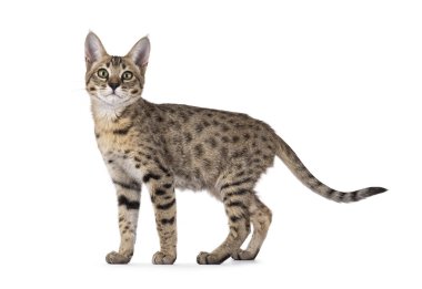 Sevimli, genç, kahverengi kedi, yan yana duruyor. Kameraya doğru bakıyorum. Beyaz bir arkaplanda izole edilmiş.