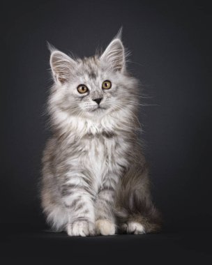 Görkemli gümüş tortie Maine Rakun kedi yavrusu, önde oturuyor. Kameranın yanına ve üstüne bakıyor. Siyah bir arkaplanda izole edilmiş.