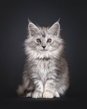 Görkemli gümüş tortie Maine Rakun kedi yavrusu, önde oturuyor. Doğrudan kameraya bakıyorum. Siyah bir arkaplanda izole edilmiş.