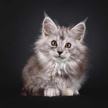 Görkemli gümüş tortie Maine Rakun kedi kedi yavrusu, yüz üstü uzanıyor. Doğrudan kameraya bakıyorum. Siyah bir arkaplanda izole edilmiş.