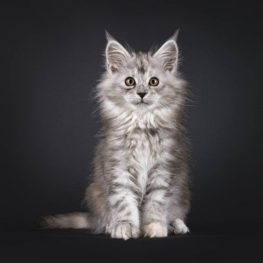 Görkemli gümüş tortie Maine Rakun kedi yavrusu, önde oturuyor. Doğrudan kameraya bakıyorum. Siyah bir arkaplanda izole edilmiş.