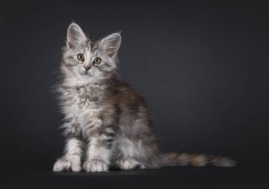 Güzel polidaktil Maine Rakun kedi yavrusu, yan yana oturuyor. Kameraya doğru bakıyorum. Siyah bir arkaplanda izole edilmiş.