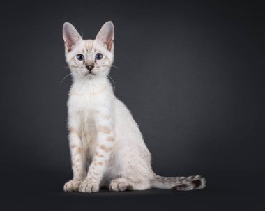 Nadir kar kedisi Savannah kedi yavrusu, yan yana oturuyor. Mavi gözlerle doğrudan kameraya bakıyor. Siyah bir arkaplanda izole edilmiş.