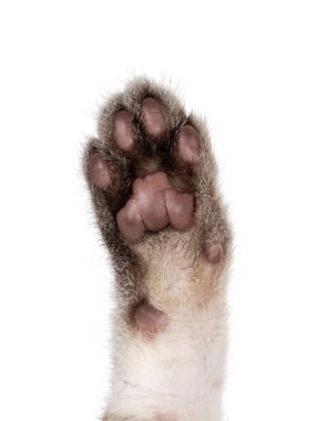 Kar Kedisi Savannah 'nın kedi patisini kapat. Beyaz bir arkaplanda izole edilmiş.