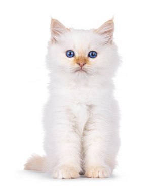 Şirin tüylü Birman kedi yavrusu, önde oturuyor. Melez mavi gözlerle doğrudan kameraya bakıyor. Beyaz bir arkaplanda izole edilmiş.