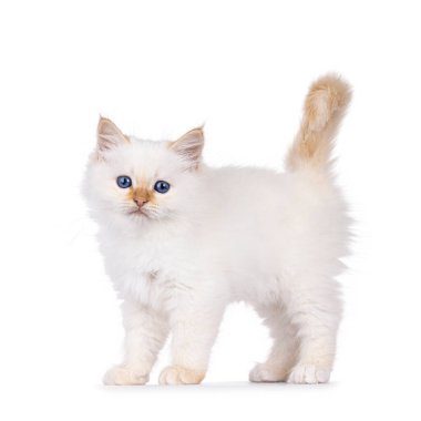 Şirin tüylü Birman kedi yavrusu, yan yana duruyor. Melez mavi gözlerle doğrudan kameraya bakıyor. Beyaz bir arkaplanda izole edilmiş.