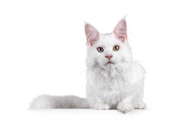 Genç, saf, beyaz bir rakun kedi yüzüstü uzanıyor. Garip gözlerle kameraya doğru bakıyor. Beyaz bir arkaplanda izole edilmiş.