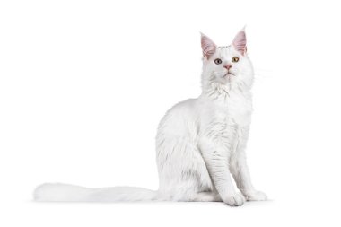 Beyaz maine rakunu kedi yan yana oturuyor. Garip gözlerle kameraya doğru bakıyor. Beyaz bir arkaplanda izole edilmiş.