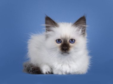 Şaşırtıcı fok noktası Birman kedi yavrusu, yüz üstü uzanıyor. Koyu mavi gözlerle kameraya bakıyorum. Mavi bir arkaplanda izole edilmiş.