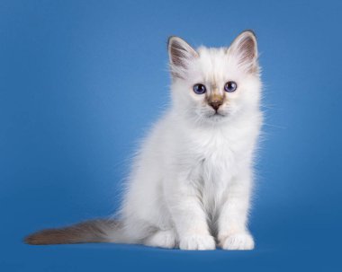 Şaşırtıcı tekir noktası Birman kedi yavrusu, yüzü önde oturuyor. Koyu mavi gözlerle kameraya bakıyorum. Mavi bir arkaplanda izole edilmiş.