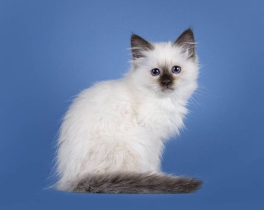 Şaşırtıcı fok noktası Birman kedi yavrusu, yan yana oturuyor. Koyu mavi gözlerle kameraya bakıyorum. Mavi bir arkaplanda izole edilmiş.