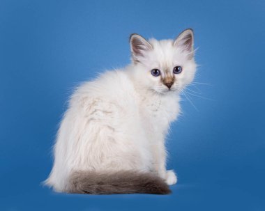 Şaşırtıcı tekir noktası Birman kedi yavrusu, yan yana oturuyor. Koyu mavi gözlerle kameraya bakıyorum. Mavi bir arkaplanda izole edilmiş.
