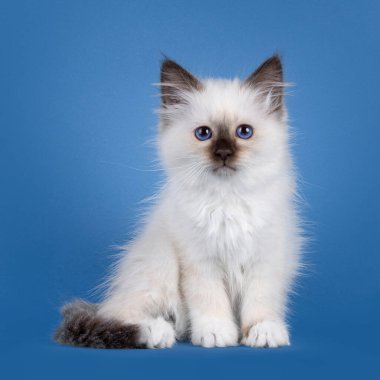 Şaşırtıcı fok noktası Birman kedi yavrusu, yüzü önde oturuyor. Koyu mavi gözlerle kameraya bakıyorum. Mavi bir arkaplanda izole edilmiş.