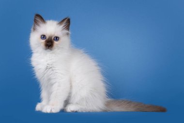 Şaşırtıcı fok noktası Birman kedi yavrusu, yan yana oturuyor. Koyu mavi gözlerle kameraya bakıyorum. Mavi arka planda izole edilmiş. Mavi gözler. Mavi bir arkaplanda izole edilmiş.