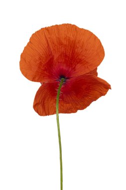 Beyaz arka planda izole edilmiş yeşil saplı kırmızı gelincik çiçeğinin dikiz görüntüsünü kapat