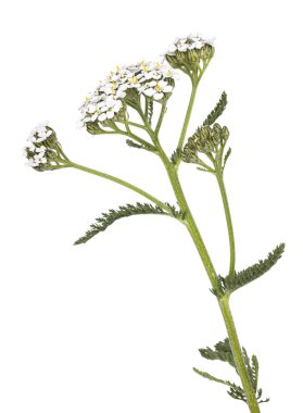 Beyaz çiçekli ve yeşil yapraklı korkuluk bitkisi. Stüdyo çekimini kapat. Beyaz arkaplanda izole edilmiş.