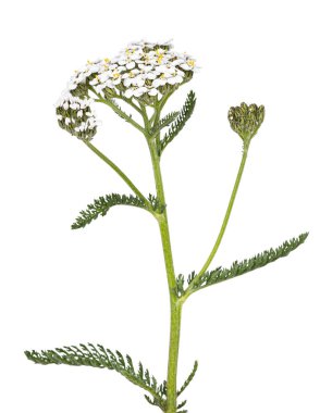 Beyaz çiçekli ve yeşil yapraklı korkuluk bitkisi. Stüdyo çekimini kapat. Beyaz arkaplanda izole edilmiş.