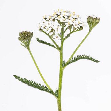 Beyaz çiçekli ve yeşil yapraklı korkuluk bitkisi. Stüdyo çekimini kapat. Beyaz arkaplanda izole edilmiş.